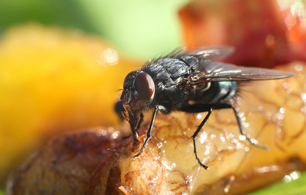 If you followed a fly for a day, you wouldn't eat for a week